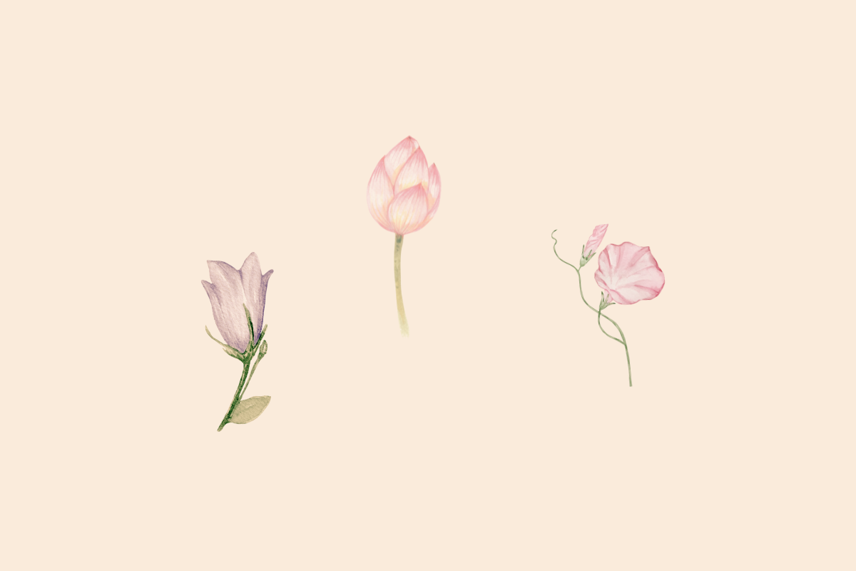 「つぼみ」 —表現する言葉に着目しながら読む説明文の授業-