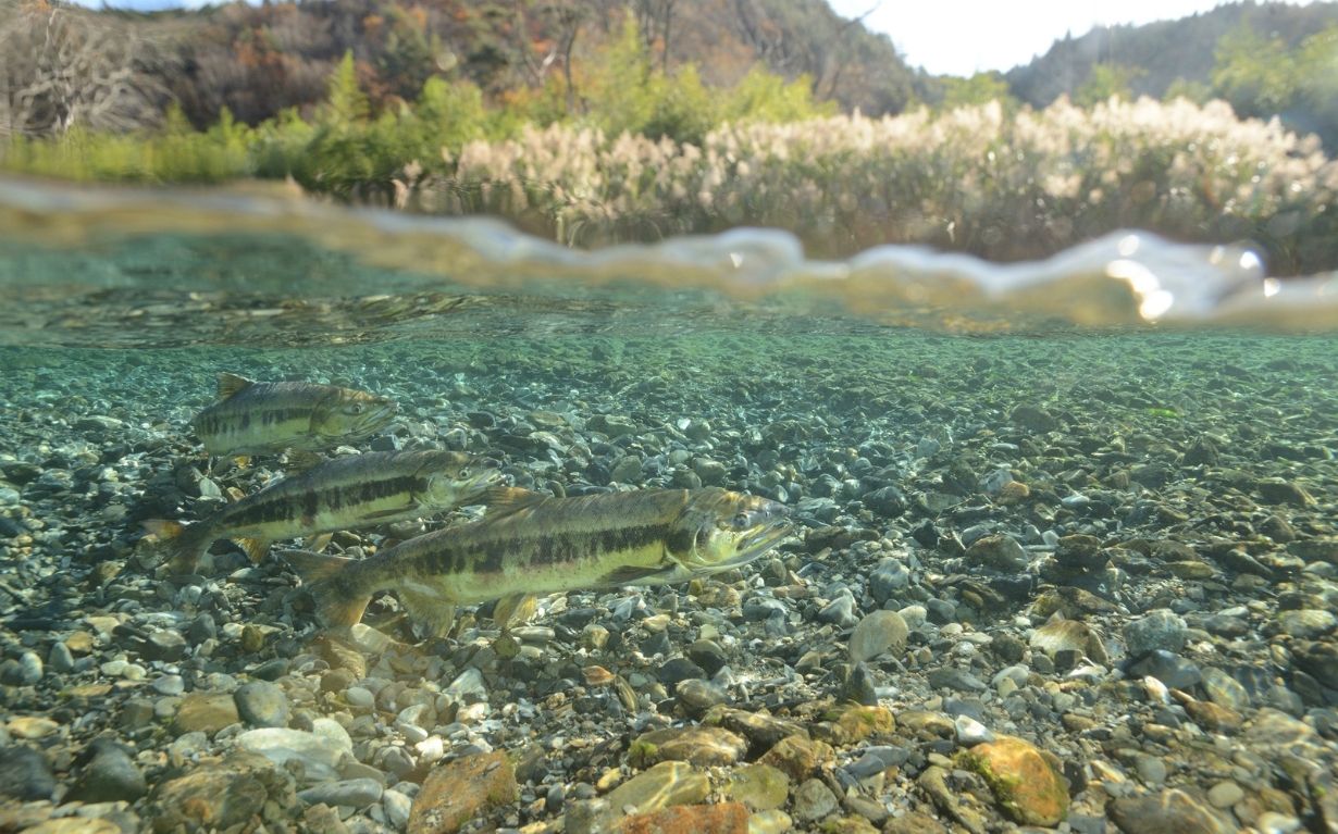 単元の構成を子どもに選択させる授業づくり