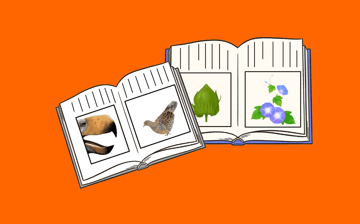 新教材「つぼみ」-旧教材「くちばし」と見比べて読み、「問い」と「答え」の関係を深めよう!-